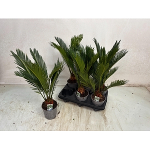 CYCAS REVOLUTA