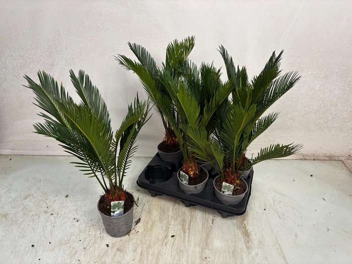 <h4>CYCAS REVOLUTA</h4>