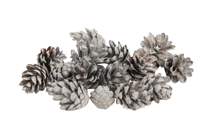 Pinecone Silvester 5kg