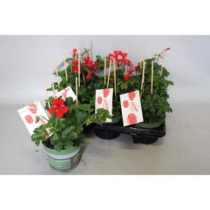 Pelargonium Calliope cascade Red