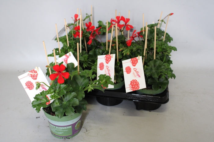 <h4>Pelargonium Calliope cascade Red</h4>
