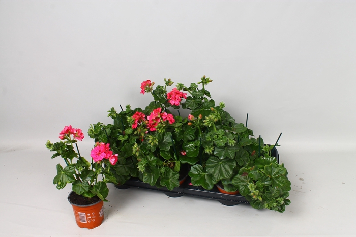 <h4>PEL PELT MED R PINK</h4>