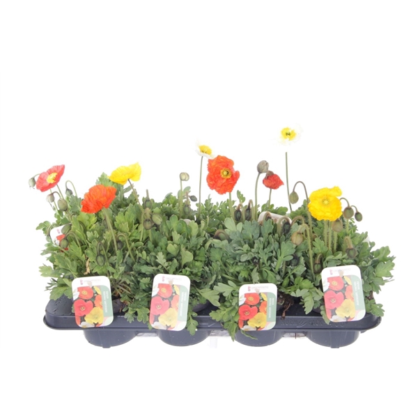 <h4>Papaver nudicaule Gartenzwerg</h4>