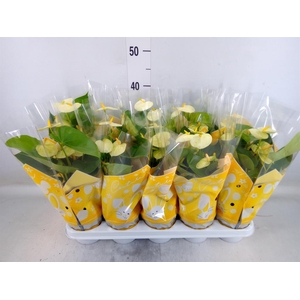 Anthurium andr. 'Vanilla'