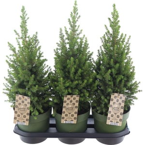Picea Glauca Magnifique (r), P1