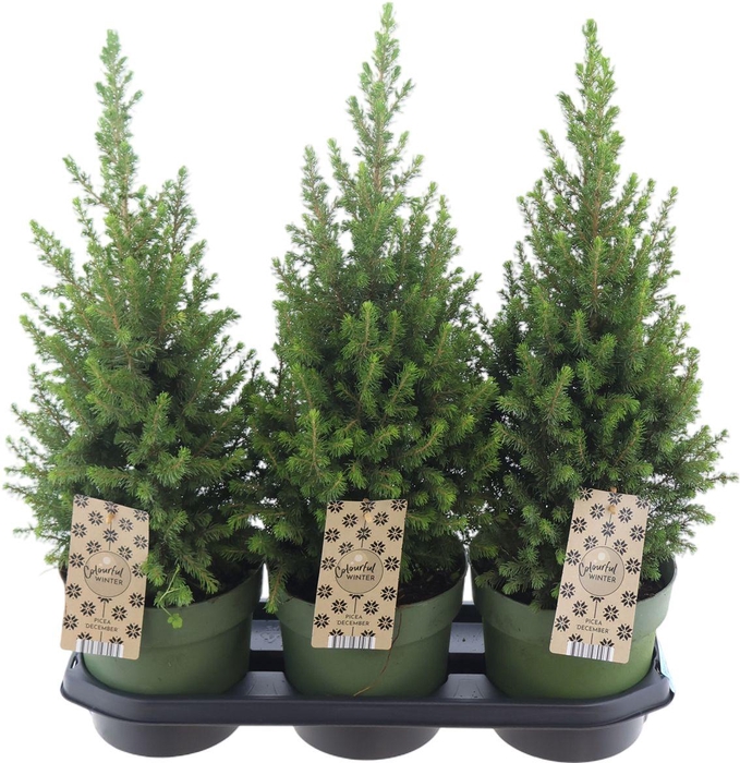 <h4>Picea Glauca Magnifique (r), P1</h4>