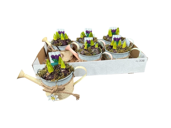 <h4>ARR HYACINTH</h4>