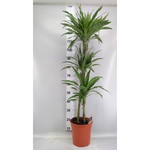 Dracaena fr de 'Warneckei'