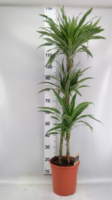 <h4>Dracaena fr de 'Warneckei'</h4>