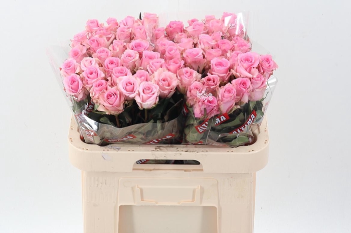 <h4>R Gr Jessika</h4>