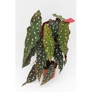 Begonia Maculata