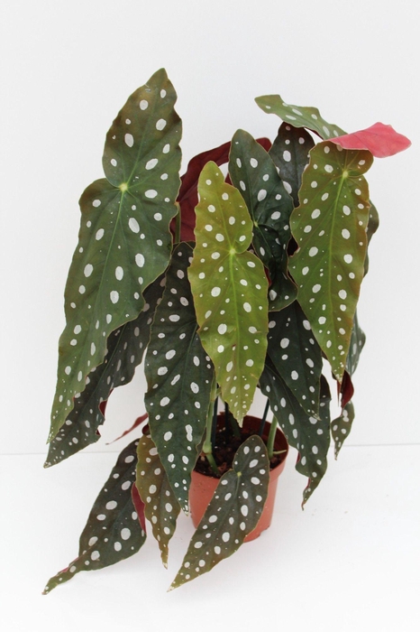<h4>Begonia Maculata</h4>