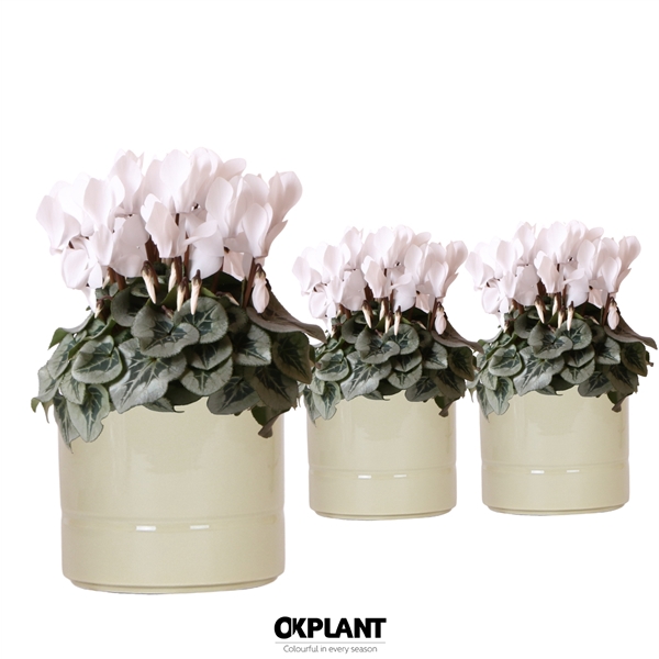 <h4>Cyclamen Rembrandt white in Pastel pot green</h4>