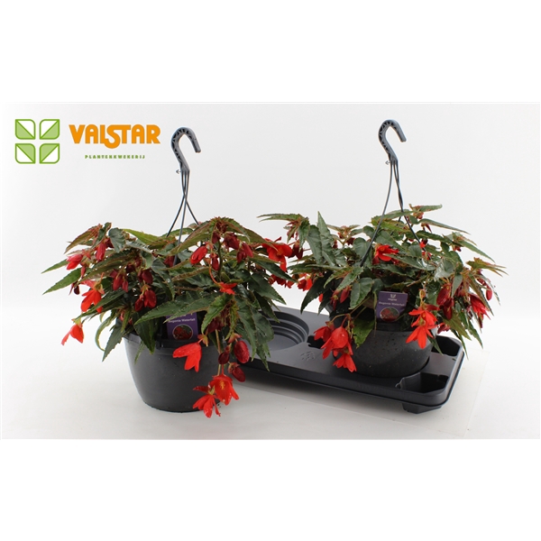<h4>Begonia Waterfall Dreams Encanto Red by Valstar</h4>