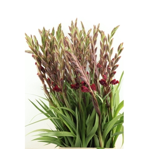 Glad Fl Velvet Raspberry