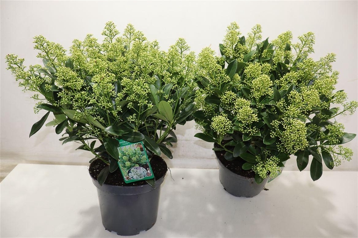 <h4>Skim J Finchy</h4>