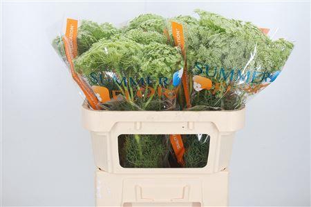 <h4>AMMI MAJUS VISNAGA</h4>