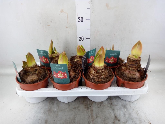 <h4>Hippeastrum ...</h4>