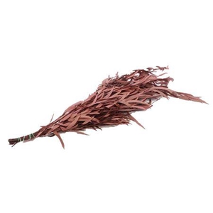 Bunch Euca Nicoly Pres. 150g L65