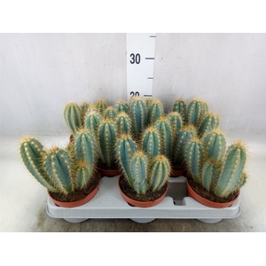 Pilosocereus pachycladus