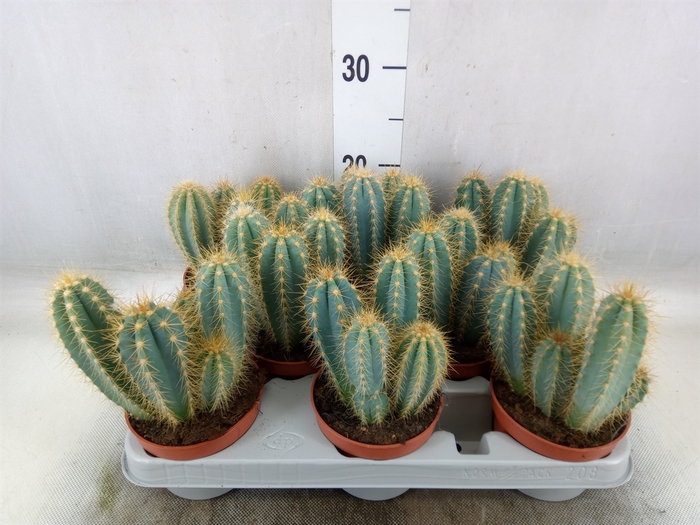 <h4>Pilosocereus pachycladus</h4>