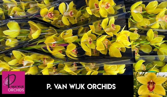 <h4>CYMB T NEVADA</h4>