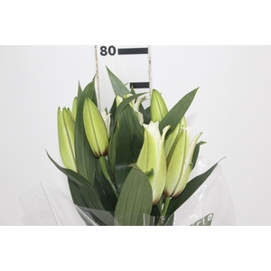 LIRIO ROSELILY ANGELA 080 CM DOBRADO HT MIN 2 FLS BRANCO