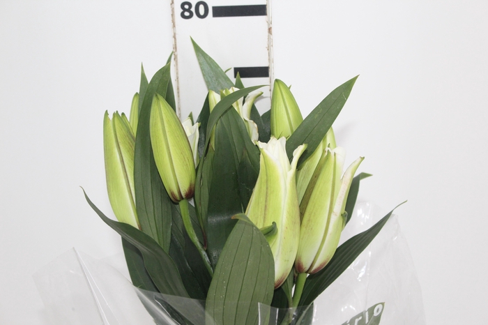 <h4>LIRIO ROSELILY ANGELA 080 CM DOBRADO HT MIN 2 FLS BRANCO</h4>