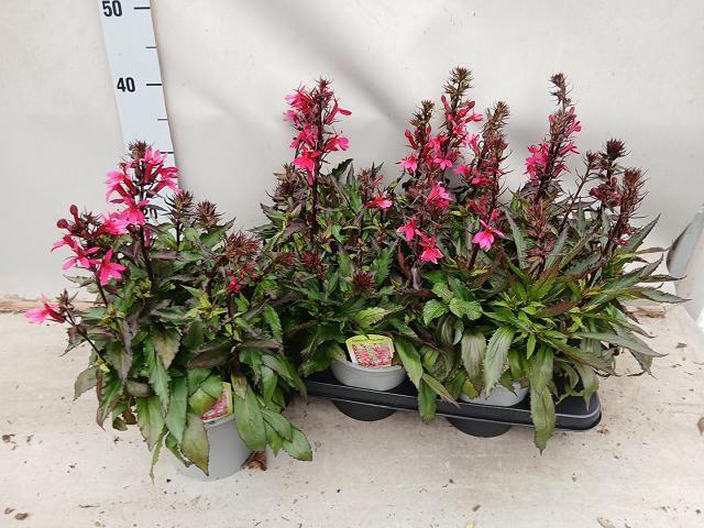 <h4>LOBE SP STAR DP ROSE</h4>