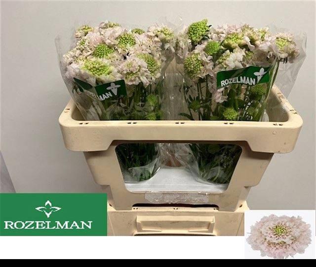 <h4>SCAB AT F VA B SCOOP</h4>