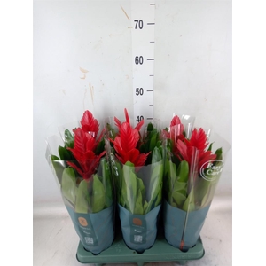 Vriesea  'Intenso Red'