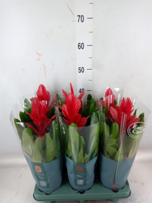 <h4>Vriesea  'Intenso Red'</h4>