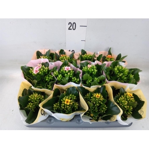 Kalanchoe blos.   ..mix 4