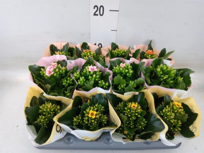 <h4>Kalanchoe blos. ..mix 4</h4>