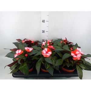 Impatiens NG 'ColPow Coral Flame'
