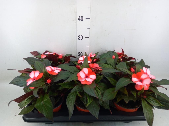 <h4>Impatiens NG 'ColPow Coral Flame'</h4>