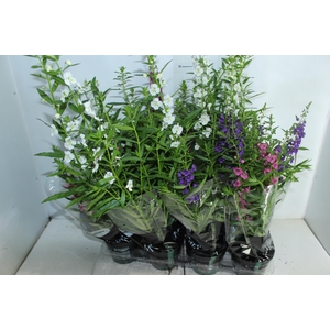 ANGELONIA P14 VARIADO