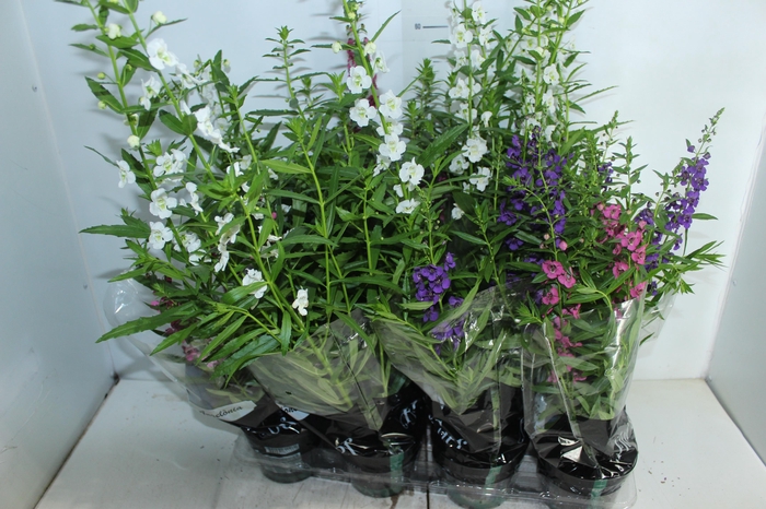 <h4>ANGELONIA P14 VARIADO</h4>