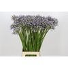 Agapanthus Silberpfeil