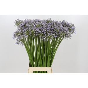 Agapanthus Silberpfeil