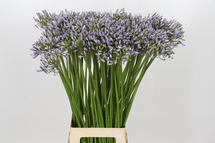 <h4>Agapanthus Silberpfeil</h4>