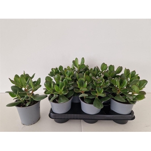 Crassula ovata 