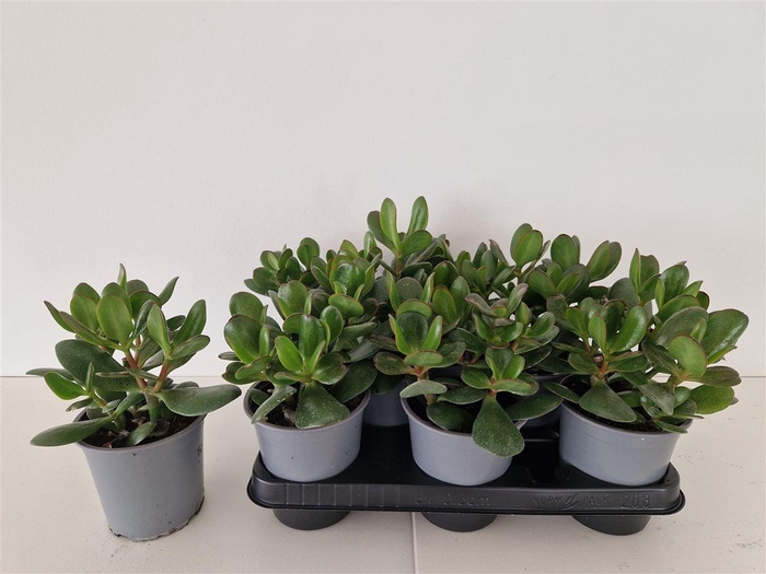 <h4>Crassula ovata </h4>