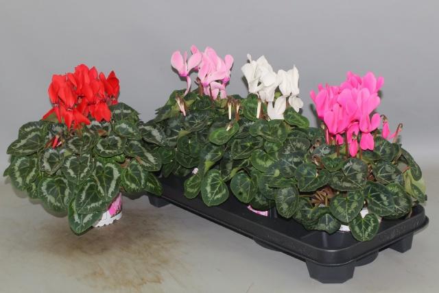 <h4>CYCL GR SUP XL</h4>