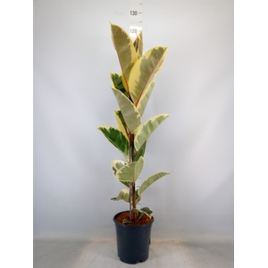 Ficus elastica 'Tineke'