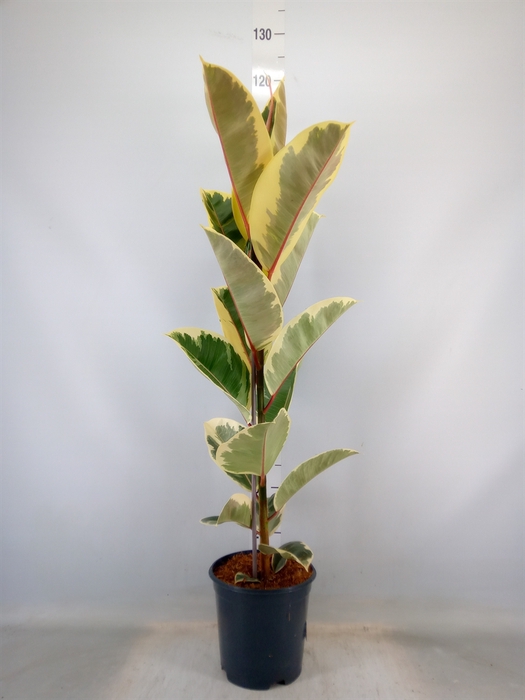 <h4>Ficus elastica 'Tineke'</h4>