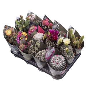 MIX CACTUS POT Ø 10,5 - TRAY 12 PCS (CACTUS)