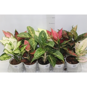 AGLAONEMA VARIADA P12