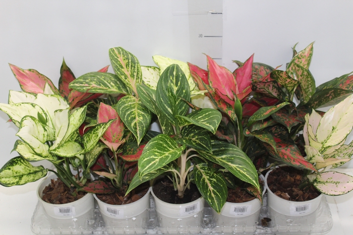 <h4>AGLAONEMA VARIADA P12</h4>