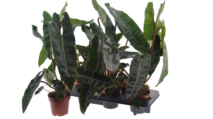 <h4>PHIL BILLIETIAE</h4>